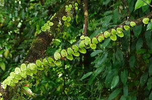 Pyrrosia nummulariifolia, Danum Valley, Sabah, Borneo
