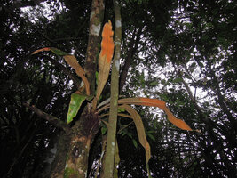 Pyrrosia princeps as a low epiphyte, Varirata NP, Papua New Guinea