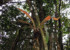 Pyrrosia princeps, Varirata NP, Papua New Guinea