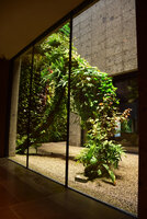 Racines Echasses du Patio by Patrick Blanc, Le Sereno, Como Lake, Italy, June 2016, an inspiration for the new Dreamscape Garden at Changi T 2