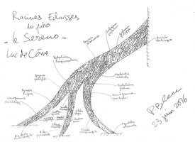 Racines Echasses du patio, Le Sereno, Lago di Como, design by Patrick Blanc