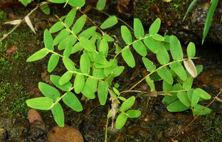 Raddiella esenbeckii, Cano Cristales, Serrania Macarena, Meta, Colombia