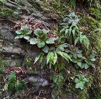 Ramonda myconi and Asplenium fontanum on a mossy shale rock substratum,  Andorra