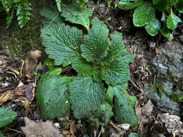 Ramonda myconi, an individual exhibiting its global shape in rosetted disc appressed to the vertical shale rocky substratum, Andorra