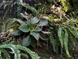 Ramonda myconi, a plant with ripening capsular fruits, Andorra