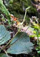 Ramonda myconi, ripening capsular fruit, Andorra