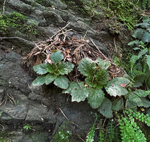 Ramonda myconi, the faintly straightened upper leaves of the rosette are fixing some plant fragments falling from canopy thus creating some basal humus, Andorra
