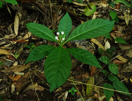 Rauvolfia serpentina, flowering individual, Khao Yai NP, Thailand