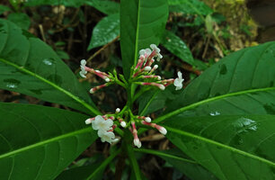Rauvolfia serpentina, inflorescence, Khao Yai NP, Thailand