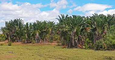 Ravenala agatheae, dense population of suckering individuals creating a so called Ravenala forest at the periphery of a seasonal swamp, Ambilobe, Madagascar