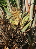Ravenala agatheae, inflorescences and old infructescences, cultivated in Diego Suarez, Madagascar, photo David Scherberich