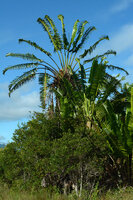 Ravenala agatheae, Manehoko, Madagascar, photo David Scherberich