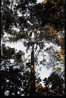 Ravenala blancii, adult flowering individual reaching the forest canopy, Andasibe, Madagascar, photo Marcel Hladik