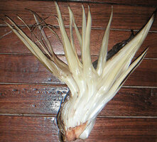 Ravenala blancii, cincinnus of sequencially opening flowers in the type specimen, Hladik 6760, Andasibe, Madagascar, photo Annette Hladik