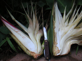 Ravenala grandis (left) and Ravenala blancii (right), comparison between cut inflorescences, Andasibe, Madagascar, photo Annette Hladik