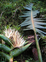Ravenala blancii, inflorescence and leaf of the type specimen Hladik 6760, the leaf base being symmetric, the overlapping sheath reaching the top of the pseudo petiole, Andasibe, Madagascar