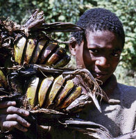 Ravenala blancii infructescence with torn and degraded bracts, and pointed conical fruit apex, Andasibe, Madagascar, photo Marcel Hladik