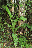 Ravenala blancii, juvenile in forest understory exhibiting a global funnel torus leaf arrangement and long decurrent blades, Andasibe, Madagascar, photo Patrick Blanc