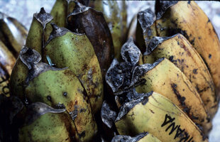 Ravenala blancii (left) and Ravenala hladikorum (right) maturing fruits, Andasibe, Madagascar, photo Marcel Hladik