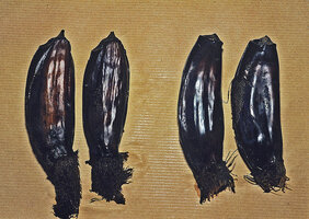 Ravenala blancii (left) with pointed conical apex and Ravenala hladikorum (right) with truncated apex, Andasibe, Madagascar, photo Marcel Hladik