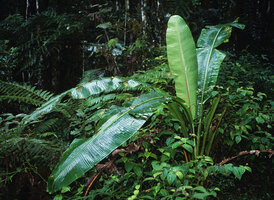 Ravenala blancii, post juvenile stage marked by the initiation of pseudo petiole, the leaf blade still decurrent, Andasibe, Madagascar, photo Patrick Blanc