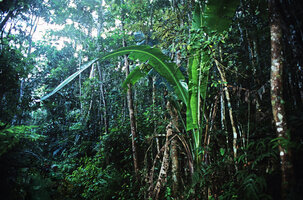 Ravenala blancii, post juvenile stage with initiation of petiole, the blade still parabolic and somewhat decurrent, Andasibe, Madagascar, Photo Patrick Blanc