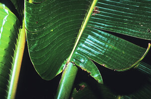 Ravenala blancii, symmetric insertion of post juvenile leaf blade along the mid rib but strong basal asymmetric venation, Andasibe, Madagascar, Photo Patrick Blanc