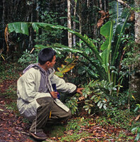 Ravenala blancii, tall juvenile stage still exhibiting decurrent unpetioled leaf blade with Nelson Rabenandrianina, Andasibe, Madagascar, June 1998, photo Patrick Blanc