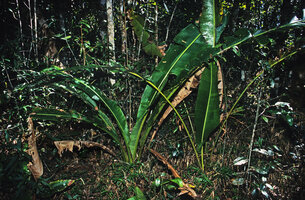 Ravenala blancii with long decurrent leaf blades and Ravanala hladikorum with petiolate leaves growing side by side in forest understory, Andasibe, Madagascar, photo Patrick Blanc