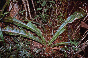 Ravenala blancii, young individual in forest understory with parabolic decurrent leaf blades, Andasibe, Madagascar, photo Patrick Blanc