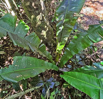 Ravenala blancii, young individual with global funnel arrangement of the leaves due to a secondary axial symmetry, Anamalazaotra NP, Andasibe, Madagascar