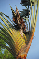 Ravenala cf. madagascariensis, a deviant individual with spirodistichous phyllotaxy and terminal inflorescence thus somewhat similar to Phenakospermum guyannense, Ko Samet, Thailand, photo Patrick Blanc