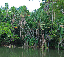 Ravenala cf. madagascariensis at the Jardin des Pamplemousses, Mauritius, photo Patrick Blanc