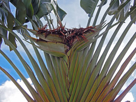 Ravenala cf. madagascariensis, deviant individual with a terminal inflorescence like Phenakospermum guyannense, Singapore, photo Patrick Blanc