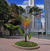 Ravenala cf. madagascariensis, deviant individual with terminal inflorescence, Singapore, photo Patrick Blanc