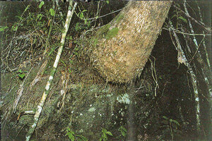Ravenala grandis, base of the single stipe of an individual anchored on a rock outcrop in fragmented inselberg, the original habitat of this species, Ifanadiana, Madagascar, Photo Patrick Blanc