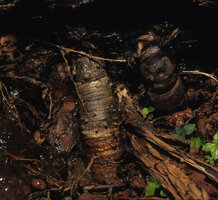 Ravenala grandis, contractile roots, Beforona, Madagascar, Photo Patrick Blanc
