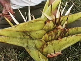 Ravenala grandis, young inflorescence, Beforona, Madagascar, photo Pascal Heni