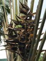 Ravenala grandis, infructescence exposing the ripe capsular fruits in the open bracts, between Ranomafana and Kianjavato, Madagascar, photo David Scherberich