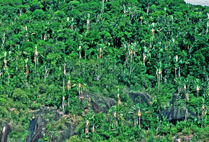 Ravenala grandis, population in the original species habitat, on fragmented inselberg, characterisic single stemmed individuals mixed with small Dicot trees, Ifanadiana, Madagascar, Photo Patrick Blanc