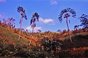 Ravenala grandis, population of characteristic single stemmed individuals invading the deforested slopes at mid altitude in the eastern areas, Beforona, Madagascar, photo Marcel Hladik