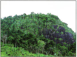 Ravenala grandis, population on fragmented inselberg mixed with small Dicot trees, Ifanadiana, Madagascar, Photo Patrick Blanc