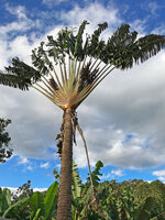 Ravenala grandis, Ranomafana, Madagascar, photo David Scherberich