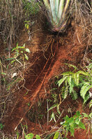 Ravenala grandis, young individual progressively buried in the ground due to the contractile roots, stabilizing the stipe and protecting the shoot apex from recurrent fires, Beforona, Madagascar, Photo Patrick Blanc