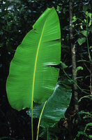 Ravenala hladikorum, juvenile phase exhibiting long petiole and distinctly vertically staggered insertion of each half blade along the midrib, Andasibe, Madagascar, Photo Patrick Blanc