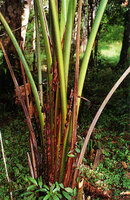 Ravenala hladikorum, leaves alternately staggered and bright brown large scalloped split leaf sheaths, Andasibe, Madagascar, photo Patrick Blanc