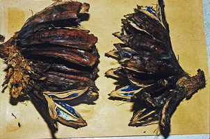 Ravenala hladikorum (left) and Ravenala blancii (right) mature infructescences with opening ripe dry fruits, Andasibe, Madagascar, photo Marcel Hladik