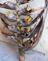 Ravenala madagascariensis, characteristic lax infructescence, the axis elongation between bracts during fruit maturation being similar to the lectotype drawing by Sonnerat in 1782, Brickaville, Madagascar, photo Marcel Hladik