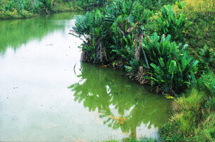 Ravenala madagascariensis, dense population of suckering individuals along a river bank, Brickaville, Madagascar, photo Patrick Blanc