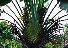 Ravenala madagascariensis in acidic swampy lowgrounds, characteristic elongation of the axis between successive bracts in mature infructescences, Ambila Lamaitso, Madagascar, photo Patrick Blanc